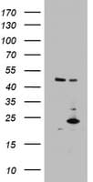 MRPS11 Antibody (clone OTI3A4, Carrier-free)