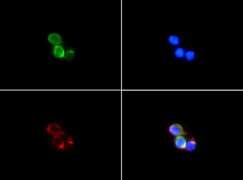 KRT19 / CK19 / Cytokeratin 19 Antibody (DY488)