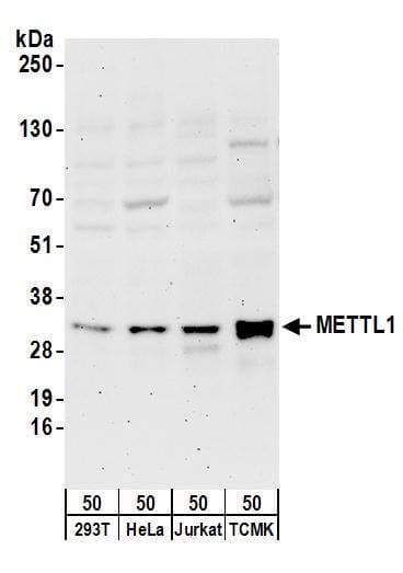 IHC-plus™ PAI-RBP1 / SERBP1 Antibody (aa100-150)