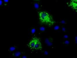 HMRF1L / MTRF1L Antibody (clone OTI2H8)