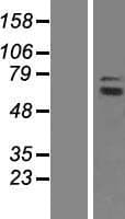 TUBGCP4 Protein (Over-Expression Lysate Myc-DDK (Flag))