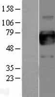 CSF2RA / CD116 Protein (Over-Expression Lysate Myc-DDK (Flag))