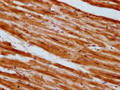 PLCL1 Antibody