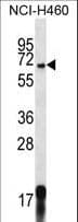 GPSM1 / AGS3 Antibody (aa439-468)