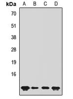 SUMO4 Antibody