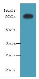 NRG2 Antibody