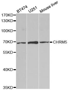 CHRM5 / M5 Antibody