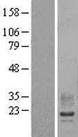 RAMP2 Protein (Over-Expression Lysate Myc-DDK (Flag))