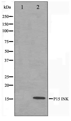 CDKN2B / p15 INK4b Antibody