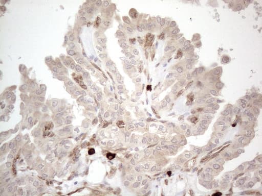 RBMS1 Antibody (clone OTI2H1)
