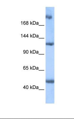 APCL / APC2 Antibody (aa849-898)