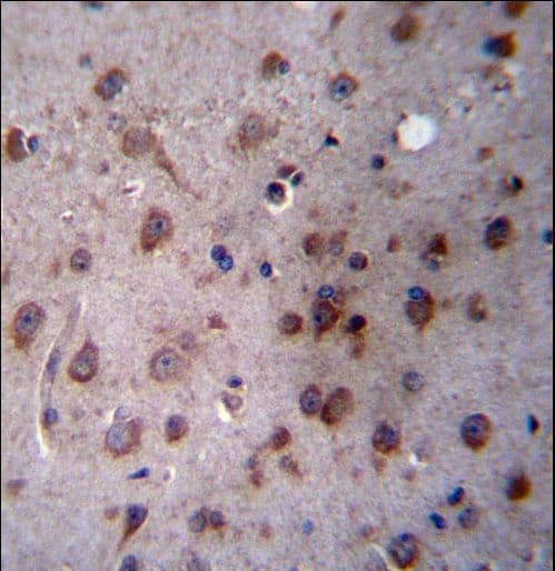 TMED2 Antibody (aa50-79)