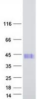 Human MSANTD1 / C4orf44 Protein (Recombinant Myc-DDK (Flag))