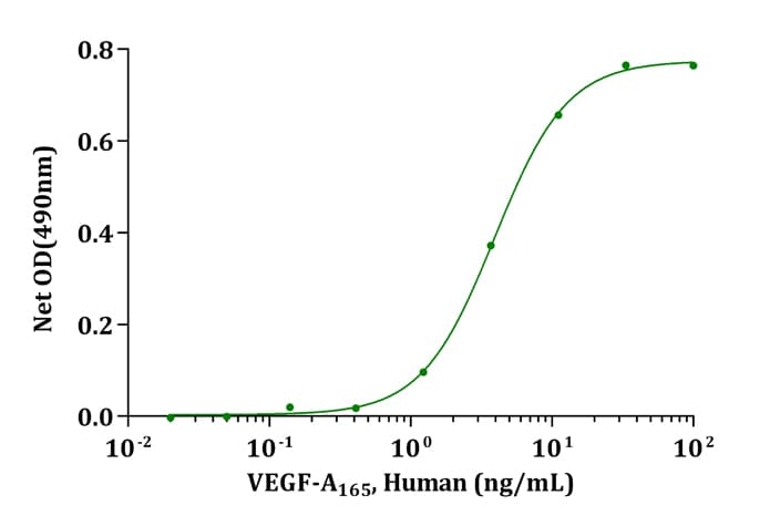 Human VEGF 165 Protein (Recombinant)