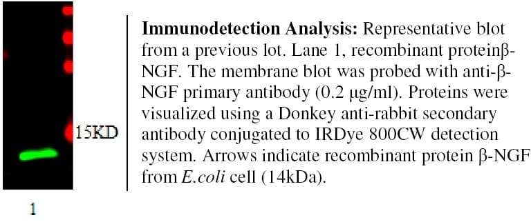 NGF Antibody (Preservative Free, Biotin)