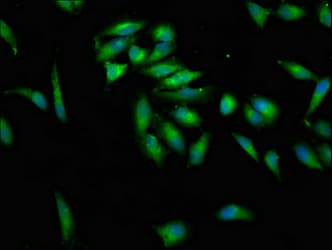 Polyclonal Rabbit anti-Human KSR2 Antibody (IHC, IF)
