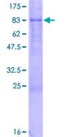Human MIDN Protein (Recombinant GST)