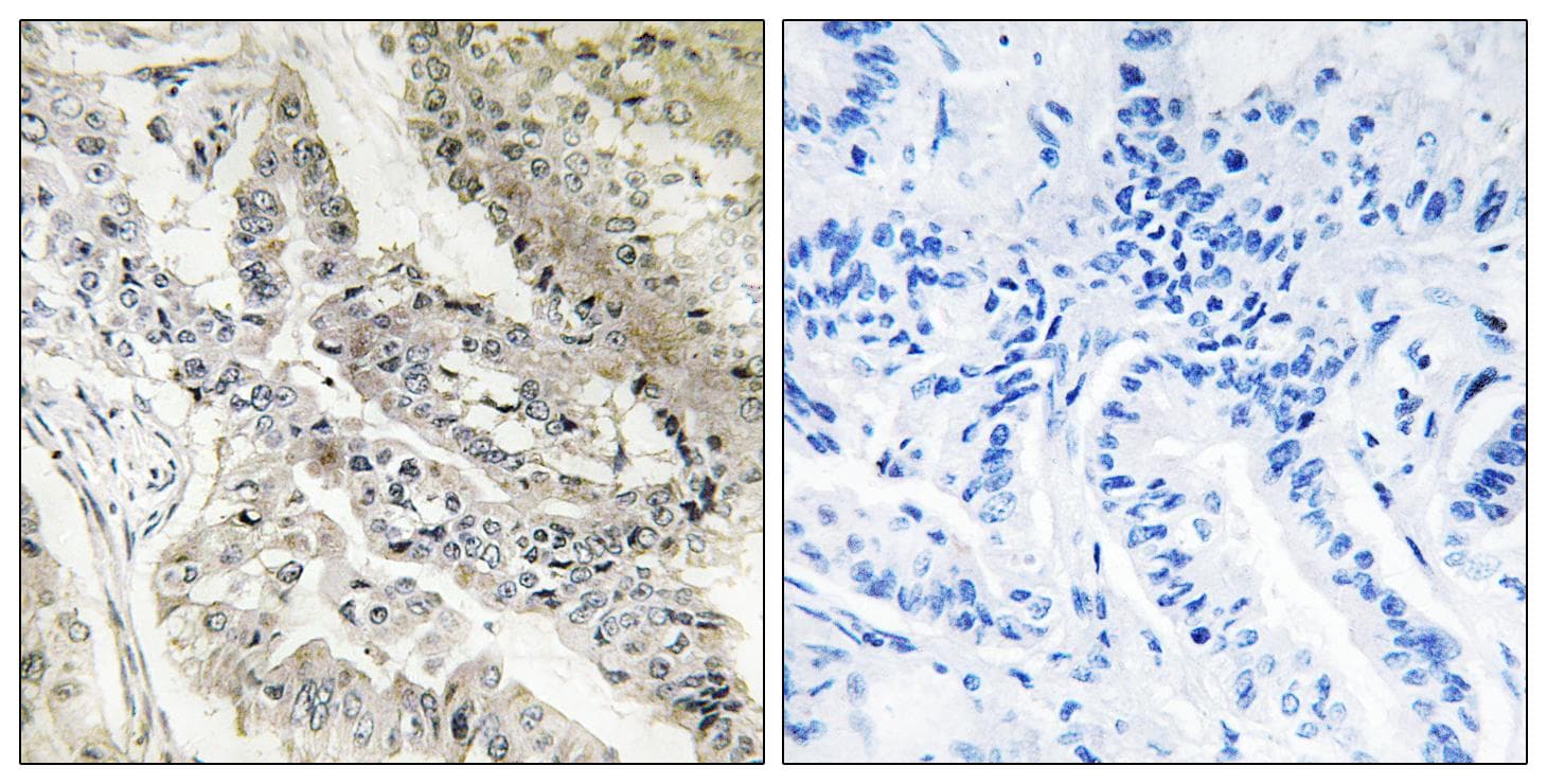 RBP5 Antibody