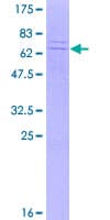 Human DNAJB12 Protein (Recombinant GST)