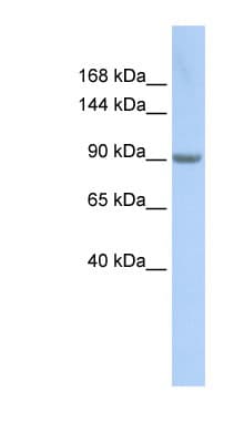 MARS Antibody (aa792-841)