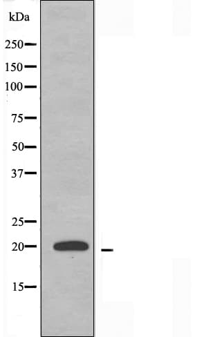 MRPS12 / RPSM12 Antibody