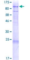 Human ZFAND4 / ANUBL1 Protein (Recombinant GST)