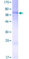Human WDR21A / DCAF4 Protein (Recombinant GST)