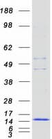 Human FCER1G Protein (Recombinant Myc-DDK (Flag))