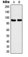 Polyclonal Rabbit anti-Human SLC4A1AP / Kanadaptin Antibody (Internal, IHC, IF, WB)