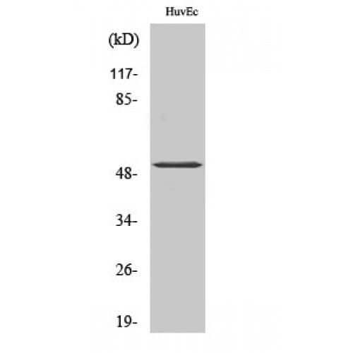 ATF2 Antibody (10-90 aa)