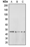 BRS3 Antibody (Internal)