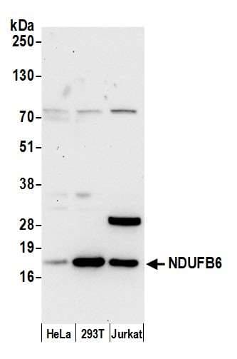 NDUFB6 Antibody (aa1-50)