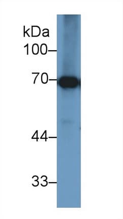 Heat Shock Protein 70 / HSPA1A Antibody (aa1-641)