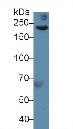 FLNB / TAP Antibody (aa1-237, Biotin)