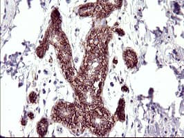 RASSF8 Antibody (clone OTI1F5)