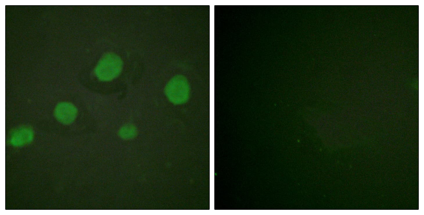 GATA3 Antibody (phospho-Ser308)