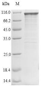Human TICAM1 / TRIF Protein (Recombinant)