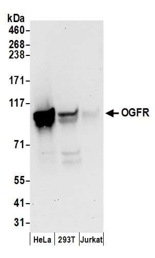 OGFR Antibody (aa627-677)