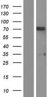 SF1 Protein (Over-Expression Lysate Myc-DDK (Flag))