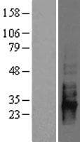 Human CD83 Protein (Over-Expression Lysate Myc-DDK (Flag))