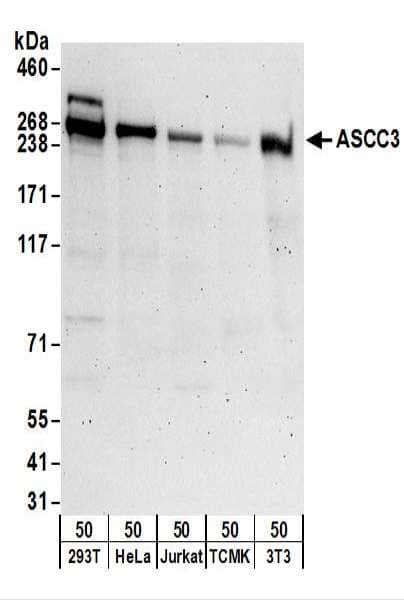 ASCC3 Antibody (aa175-225)