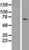 CLLP / CTNNAL1 Protein (Over-Expression Lysate Myc-DDK (Flag))