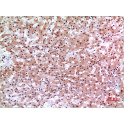 INHBE / Activin Antibody (301-350 aa, C-terminal)