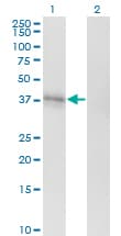 S1PR1 / EDG1 / S1P1 Antibody (clone 2E12)