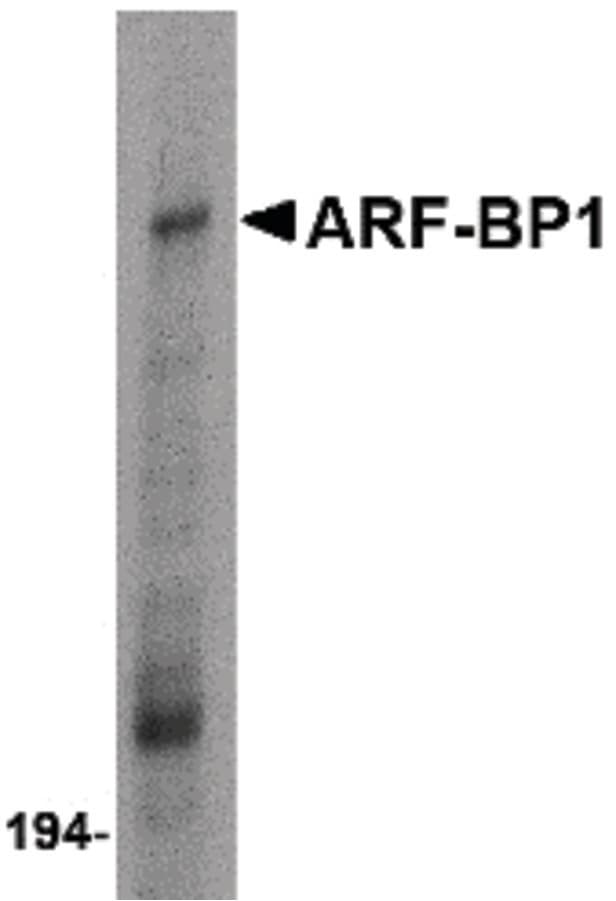 HUWE1 / ARFBP1 Antibody