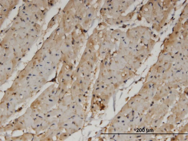 PANK4 Antibody (clone 4F10)