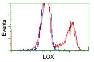 LOX / Lysyl Oxidase Antibody (clone OTI9B5)