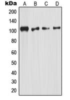 NFKB1 / NF-Kappa-B Antibody (C-Terminus)