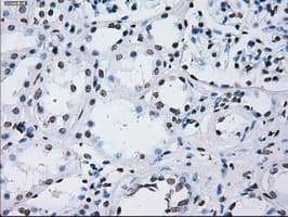 Monoclonal Mouse anti-Human ID3 Antibody (clone OTI15F4, IHC, IF, WB)