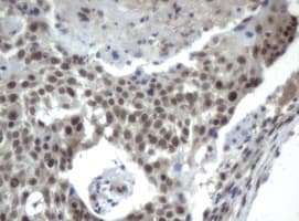 ERCC4 / XPF Antibody (clone UMAB21, Carrier-free)